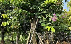 漳州大（花）叶紫薇8-10-12-15-18-20公分均有